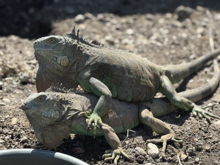 CASM impulsa la conservación de la biodiversidad con zoocriadero de iguanas en La Campa, Lempira